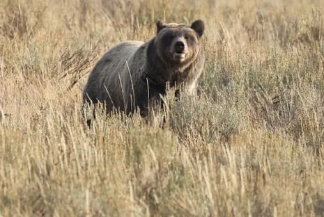 Trail Walker Assaulted by Wild Animal in Wilderness Area Transported to Trauma Center
